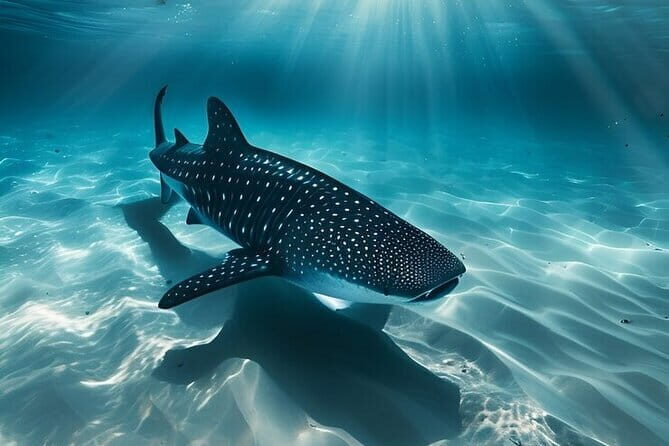 Cebu Whaleshark Watching w/ Sumilon Island Hopping - Practical Tips for Making the Most of Your Tour