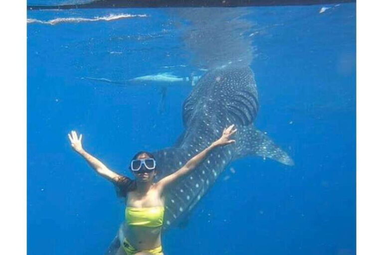 Cebu:Whale Shark, Waterfall, and Sardine Run Group Tour+Meal - The logistics: What makes this tour practical?