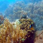 Cham Island Exploration Tour and Swimming with Local Guide - What Past Reviewers Say