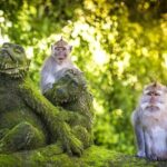 Charter Minivan Hi-Ace (14 seater) with Driver at Bali- 10 Hours Usage - A Detailed Look at the Itinerary