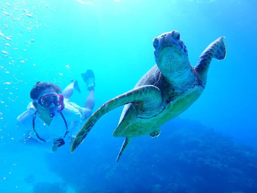 Chatan: FullDay Snorkeling in Kerama National Park - Why This Tour Offers Excellent Value
