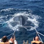 Chatan: Okinawa Whale Watching - Who Is This Tour Best For?