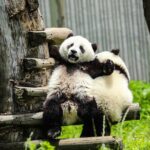 Chengdu Culture: Panda, Teahouse and Performance - Practical Details: What to Expect