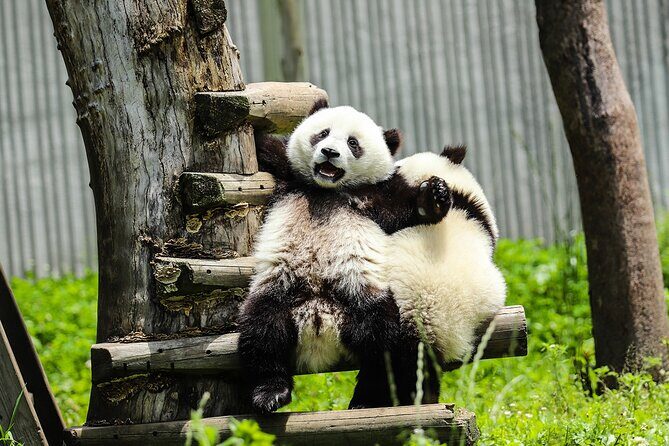 Chengdu Culture: Panda, Teahouse and Performance - Practical Details: What to Expect