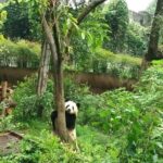 Chengdu Customized Experience: Giant Pandas and Buddha Statue In One Day - The Value Proposition
