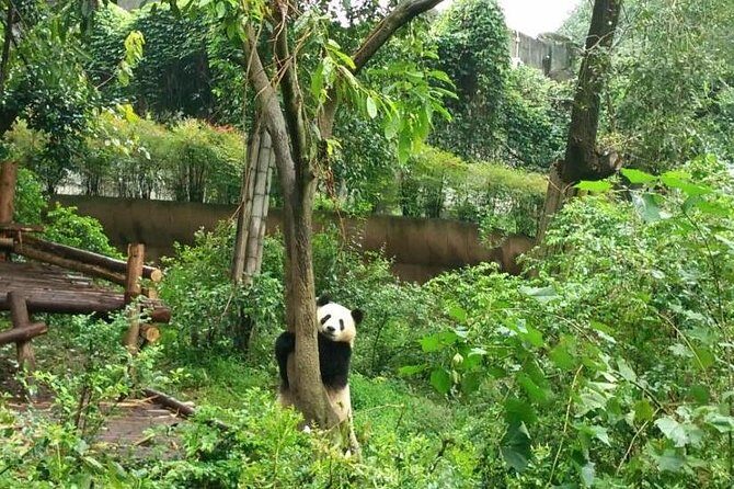 Chengdu Customized Experience: Giant Pandas and Buddha Statue In One Day - The Value Proposition