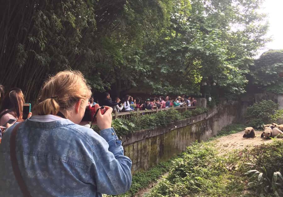Chengdu Day Tour of Panda Hometown & Taoist Mountain - How the Tour Unfolds