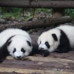 Chengdu Getaway: Private 2-Day Tour from Beijing - Practical Details & Value