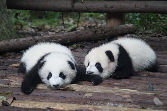 Chengdu Getaway: Private 2-Day Tour from Beijing - Practical Details & Value