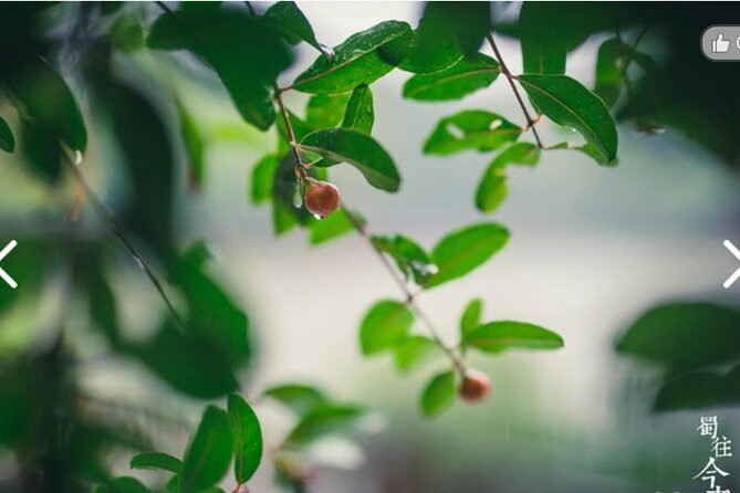 Chengdu Half-Day Cultural Leisure Tour w Personal Photo Shoot - Analyzing the Value & Practicalities
