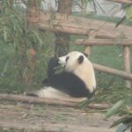 Chengdu Panda Base and Drop off Chengdu Railway Station Day Tour - Detailed Breakdown of the Itinerary