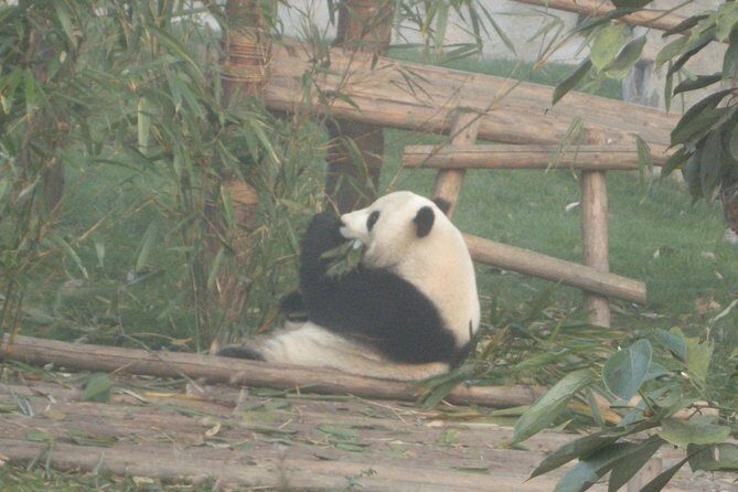 Chengdu Panda Base and Drop off Chengdu Railway Station Day Tour - Detailed Breakdown of the Itinerary