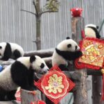 Chengdu Panda Base and Wuhou Temple,Jinli Ancient Town Day Tour - Who Is This Tour Best For?