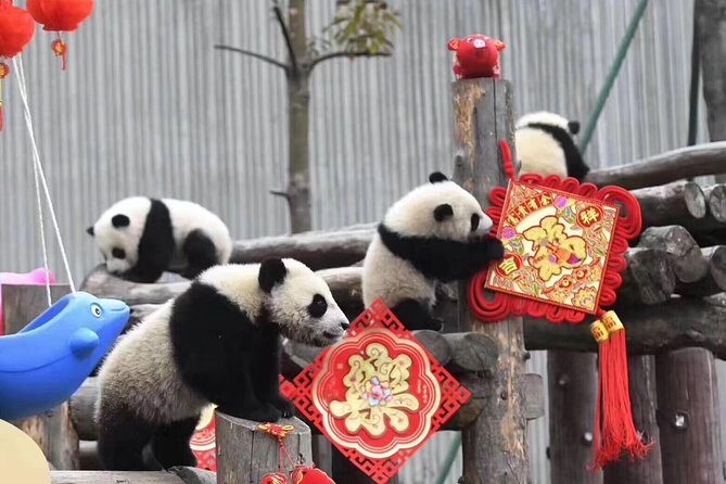 Chengdu Panda Base and Wuhou Temple,Jinli Ancient Town Day Tour - Who Is This Tour Best For?