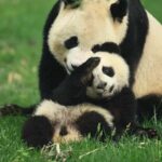 Chengdu: Panda Base, Snack, Tea, Folk Show, Kuanzhai Alley - Practical Details and Tips