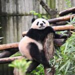 Chengdu Panda Park Bus Tour with Option Leshan Giant Buddha - Practical Details & Tips
