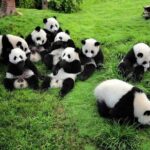 Chengdu Private Day Tour to Panda Base with Optional Volunteer - The Experience: What You’ll See and Feel