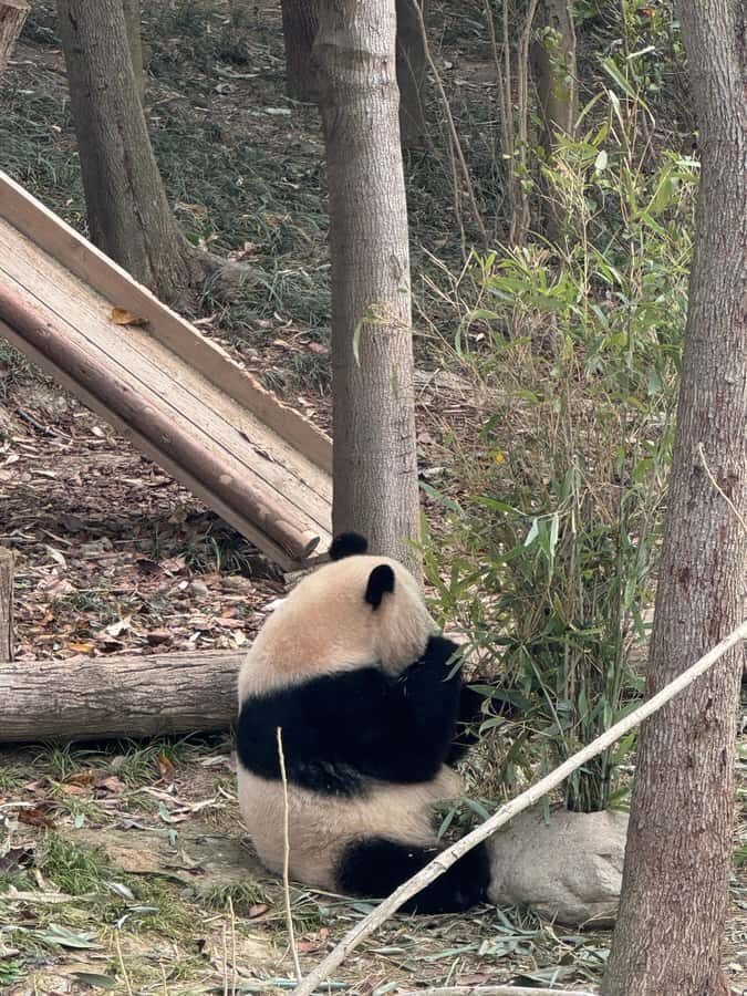 Chengdu Research Base of Giant Panda Breeding Entry Ticket - Who This Tour Is Best For