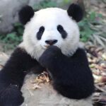 Chengdu: Tianfu Airport (TFU) Layover Half-Day Private Tour - Itinerary Breakdown: What to Expect