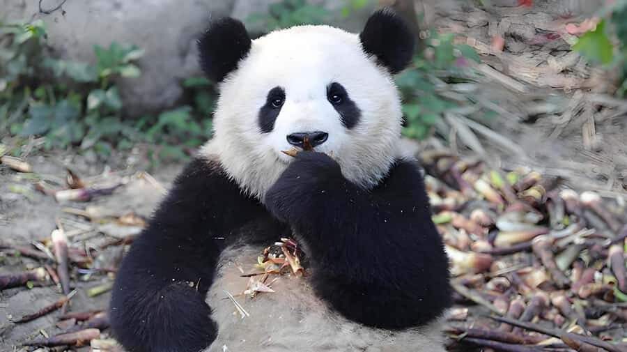 Chengdu: Tianfu Airport (TFU) Layover Half-Day Private Tour - Itinerary Breakdown: What to Expect