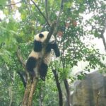 Chengdu Wolong Panda Base Volunteer Experience Trip - What to Expect During the Day
