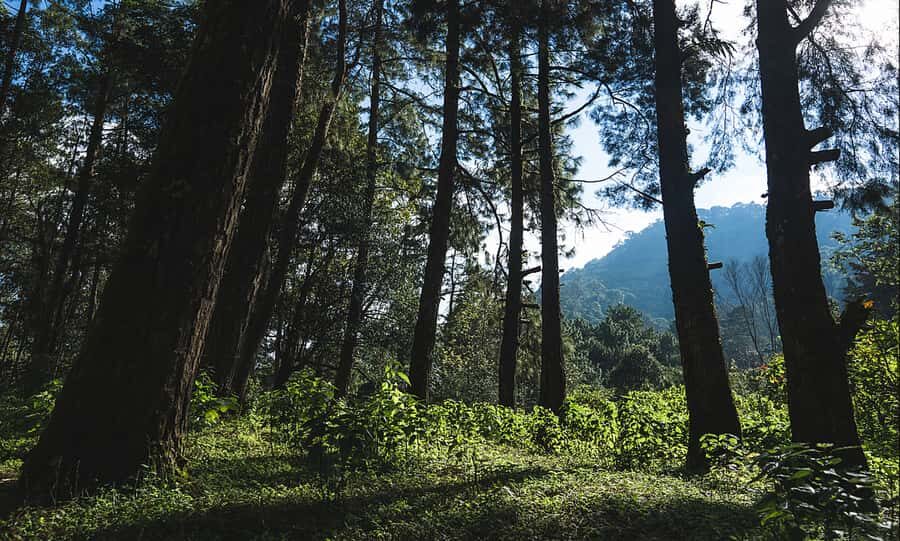 Chengdu: Zhongba Forest Private Hiking Tour with Guide - What to Expect from Your Zhongba Forest Hike