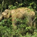 Cheow Lan Lake Adventure in the Khao Sok Jungle - Who Is This Tour Perfect For?