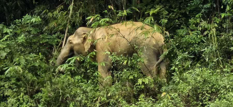 Cheow Lan Lake Adventure in the Khao Sok Jungle - Who Is This Tour Perfect For?