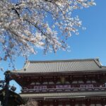 Cherry Blossom highlights, Asakusa, Ueno & Meiji shrine - Who Should Book This Tour?