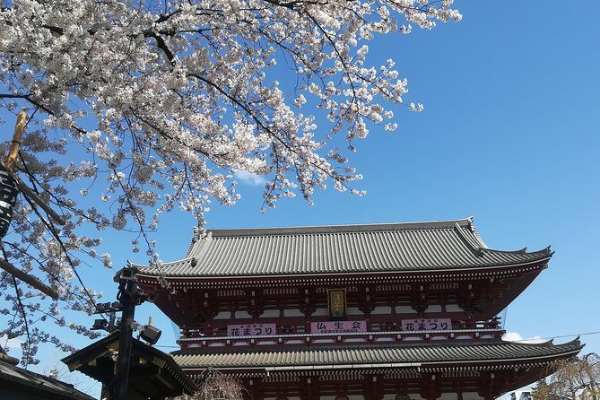 Cherry Blossom highlights, Asakusa, Ueno & Meiji shrine - Who Should Book This Tour?