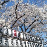 Cherry blossom highlights, Asakusa, Ueno, Yanaka - Deep Dive into Each Stop