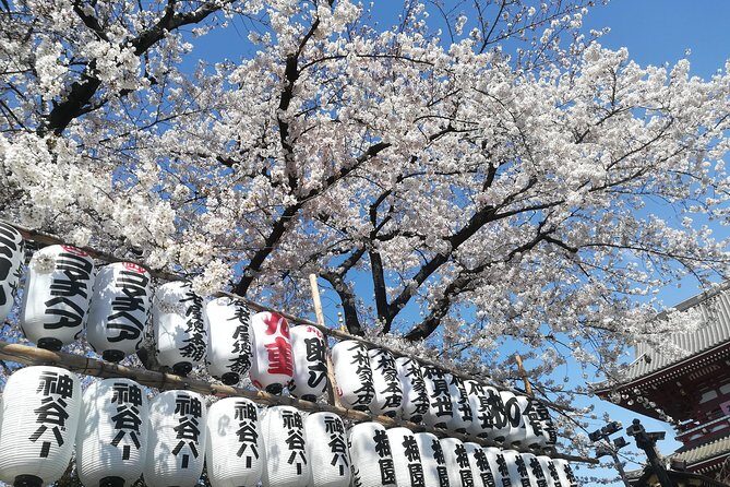 Cherry blossom highlights, Asakusa, Ueno, Yanaka - Deep Dive into Each Stop