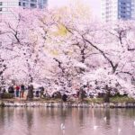 Cherry Blossom Seasonal Special: Classic Tokyo Day Tour - Exploring Each Highlight: What to Expect