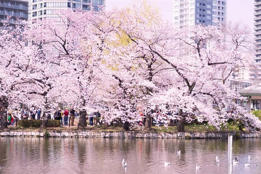 Cherry Blossom Seasonal Special: Classic Tokyo Day Tour - Exploring Each Highlight: What to Expect