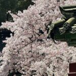 Cherry Blossom Tour in East Jeju Island & Women Divers Show - What’s Included and What’s Not