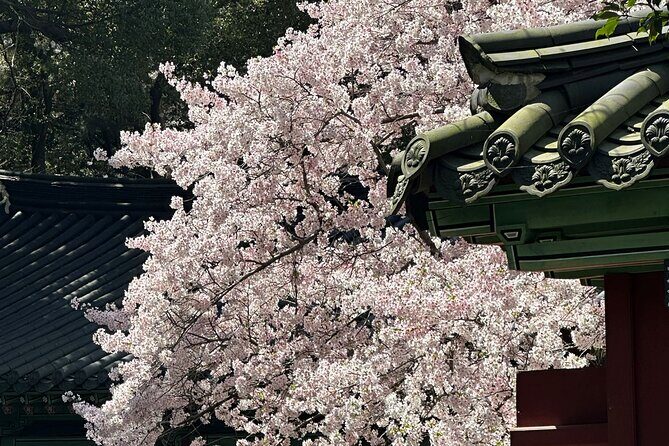 Cherry Blossom Tour in East Jeju Island & Women Divers Show - What’s Included and What’s Not