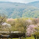 Cherry Blossom Tour in South Jeju Island & Tangerine Cafe - Itinerary Breakdown: What to Expect at Each Stop