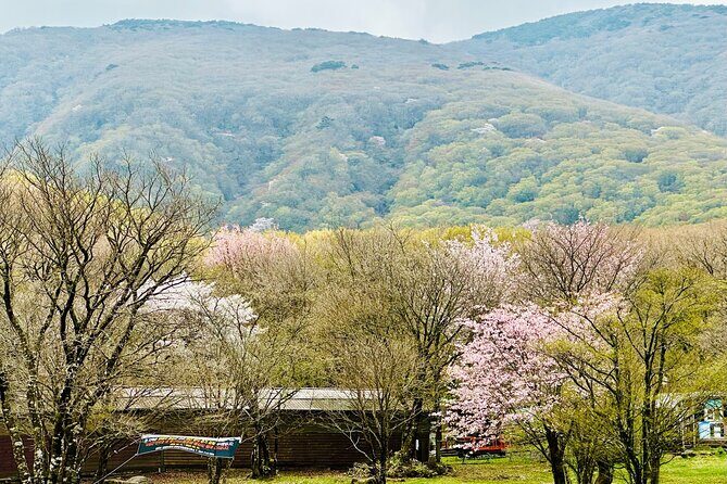 Cherry Blossom Tour in South Jeju Island & Tangerine Cafe - Itinerary Breakdown: What to Expect at Each Stop