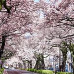 Cherry Blossom Tunnel & Sea: A Spring Day Tour of Ibaraki - Hitachi Cherry Blossom Festival: A Walk Through a Dream