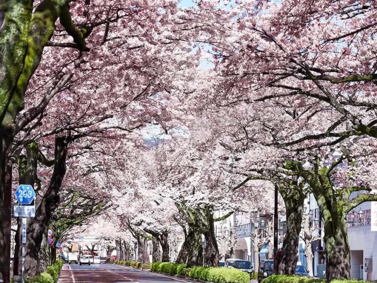 Cherry Blossom Tunnel & Sea: A Spring Day Tour of Ibaraki - Hitachi Cherry Blossom Festival: A Walk Through a Dream