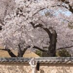 [Cherry blossom]Gyeongju Tour from SEOUL transfer to BUSAN - Is the Price Worth It?