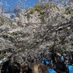 Cherry Blossoms and Strawberry Picking Tour from Tokyo Kawagoe - Exploring the Itinerary in Detail