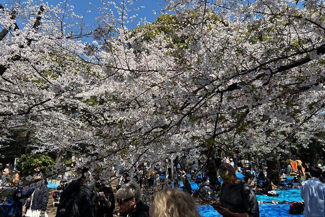 Cherry Blossoms and Strawberry Picking Tour from Tokyo Kawagoe - Exploring the Itinerary in Detail