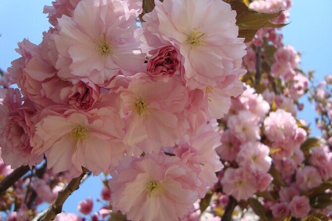 Cherry Blossoms trip in Yuyuantan Park - Why This Tour Could Be Perfect for You