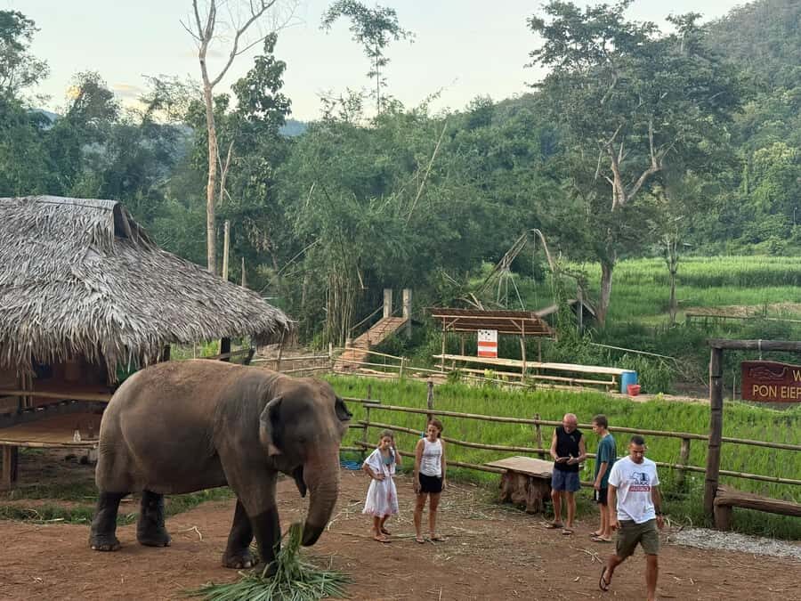 Chiang Mai 2-Day: Good Morning Elephant & Overnight Homestay - What Makes This Tour Special?