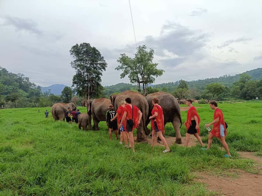 Chiang Mai : ATV Tour + Elephant Care - Value and Practical Tips