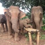 Chiang Mai: Doi Inthanon and Elephant Sanctuary Tour - Who Is This Tour Best For?