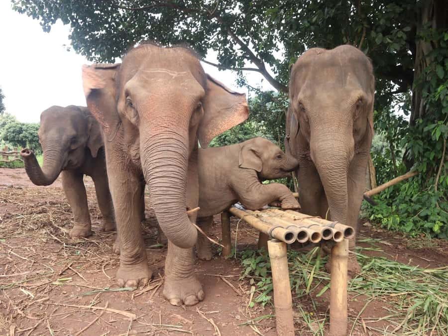 Chiang Mai: Doi Inthanon and Elephant Sanctuary Tour - Who Is This Tour Best For?