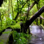 Chiang Mai: Doi Inthanon National Park with Ticket & Lunch - Why This Tour Works for Travelers