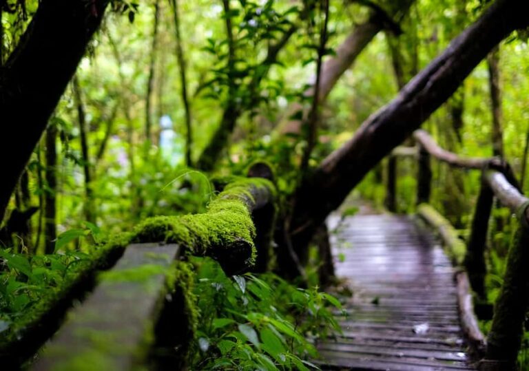 Chiang Mai: Doi Inthanon National Park with Ticket & Lunch - Why This Tour Works for Travelers